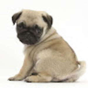 Meet your Posher, Philana